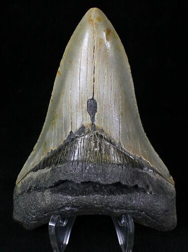 Nice Lower Megalodon Tooth - North Carolina #20807
